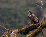 JuvenileBaldEagleCascadeRiver112319.jpg