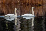 SwanPairBarnabySlough120619.jpg