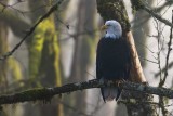 EagleFogRockport120919_2.jpg