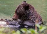 GrizzlyHyderAk091319_15.jpg