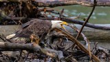 EagleBelow530BrdgRockport122619.jpg
