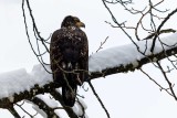 JuvenileBaldEagleConcrete011520.jpg