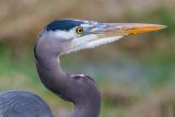 BlueHeronSamishFlats013020.jpg