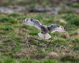 ShortEaredOwlSamishFlats020320_8.jpg