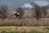 LeucisticBaldEagle022820_2.jpg