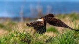 HarrierSamishFlats030420_3.jpg