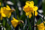 DaffodilsMtVernonWA030920.jpg