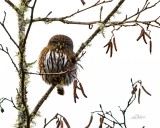 NorthernPigmyOwlRasserPrk031120_2.jpg