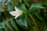 TrilliumRasserPrk032120_2.jpg