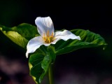 Trillium040720.jpg