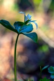 Trillium040920.jpg