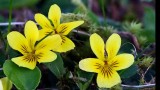 WildFlowers042020.jpg
