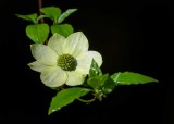 DogwoodRckprtStPrk042520_2.jpg