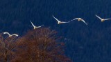 SwansSamishFlats013120.jpg