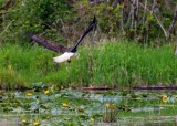 EagleBarnabySlough051320.jpg