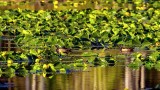 WoodDucksBSlough051520_3.jpg