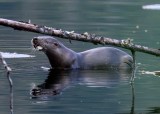 OtterBarnabySlough042120_8.jpg