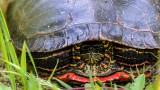 TurtleBarnabySlough052520.jpg