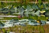 BeaverBarnabySlough053120_2.jpg