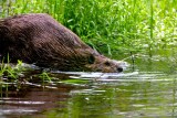 BeaverBarnabySlough053120_3.jpg