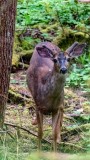 BuckVelvetBakerLk060520.jpg