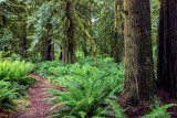 CedarGroveHome060920.jpg