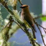 WaxwingBarnabySlough061120.jpg