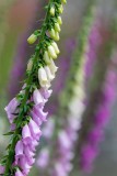 Foxgloves061320.jpg
