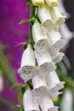 Foxgloves061320_2.jpg