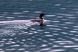 LoonBakerLk062020.jpg