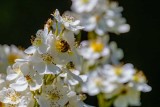 WildRoseBee062120.jpg
