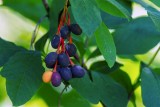 IndianPlum062220.jpg