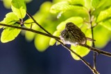 Sparrow070720.jpg