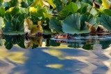 BeaverBarnabySlough071020.jpg