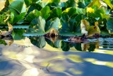BeaverBarnabySlough071020_2.jpg