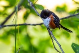 SpottedTowheePreening071520.jpg