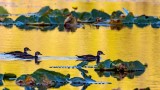 JuvenileWoodDucks072820.jpg