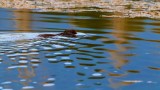 BeaverBarnabySlough081920_2.jpg
