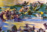 BeaverBarnabySlough081820.jpg