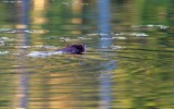 OldBeaverBarnabySlough090120.jpg