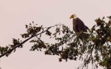 EagleWhibeyIs091520.jpg