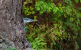 HeronWhidbeyIs093020_2.jpg