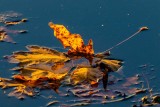 MapleLeafBarnabySl100520.jpg