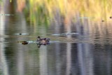 WoodDuckBarnabySl102020.jpg
