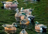 AmericanWigeon102520_2.jpg