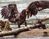 JuvenileBaldEagleRockport102820.jpg