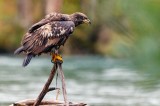JuvenileBaldEagleRockport102820_2.jpg