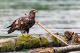 JuvenileBaldEagleRockport102820_4.jpg