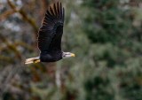 BaldEagleRockport102820.jpg