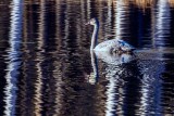 TrumpeterSwanBarnabySlough100620_2.jpg